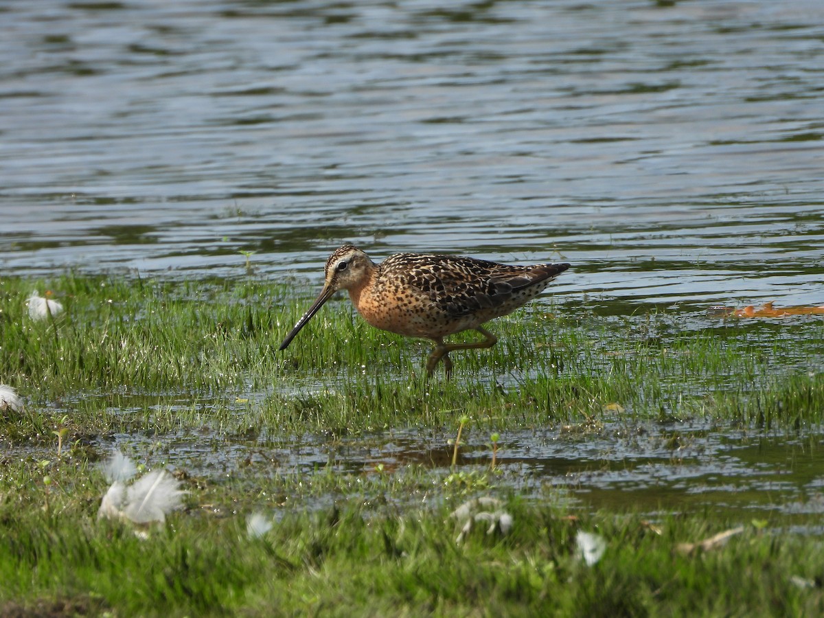 Short-billed Dowitcher - ML639477838