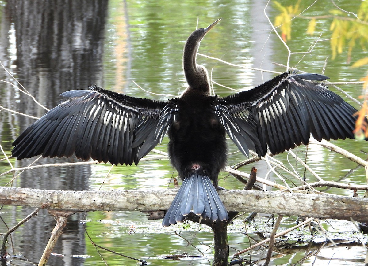 Anhinga - ML639477840
