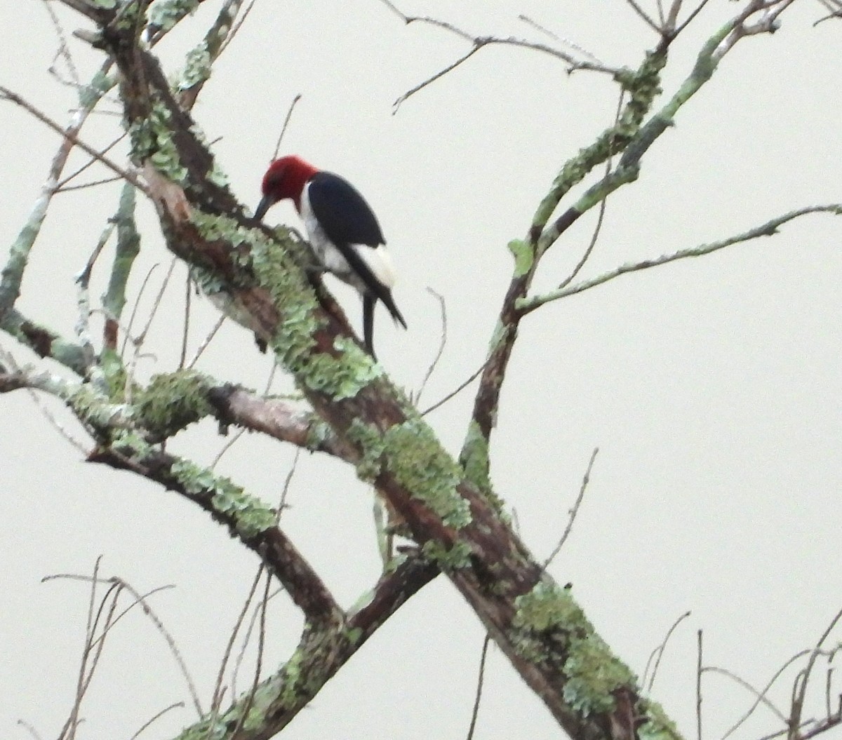 Red-headed Woodpecker - ML639477857