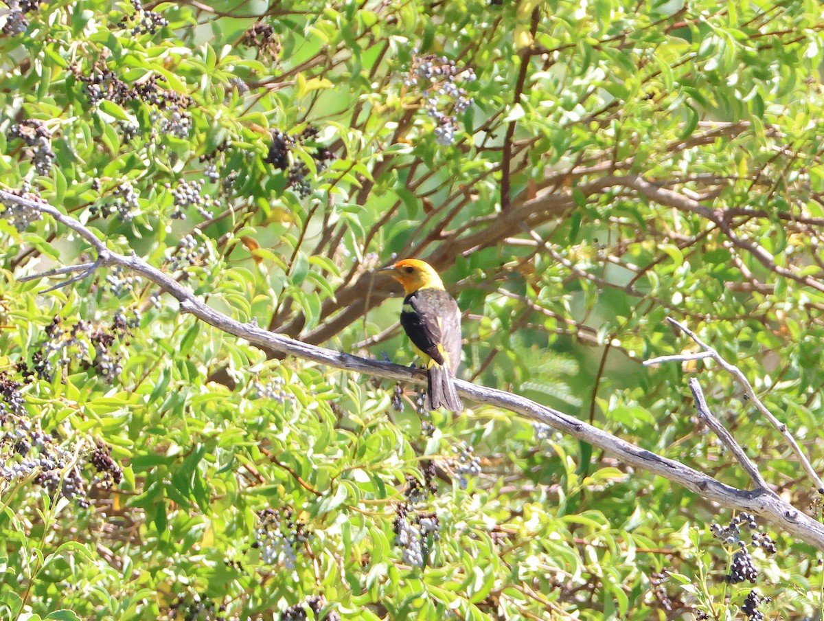 Western Tanager - ML639477867