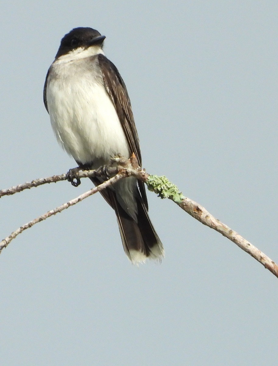 Eastern Kingbird - ML639477869
