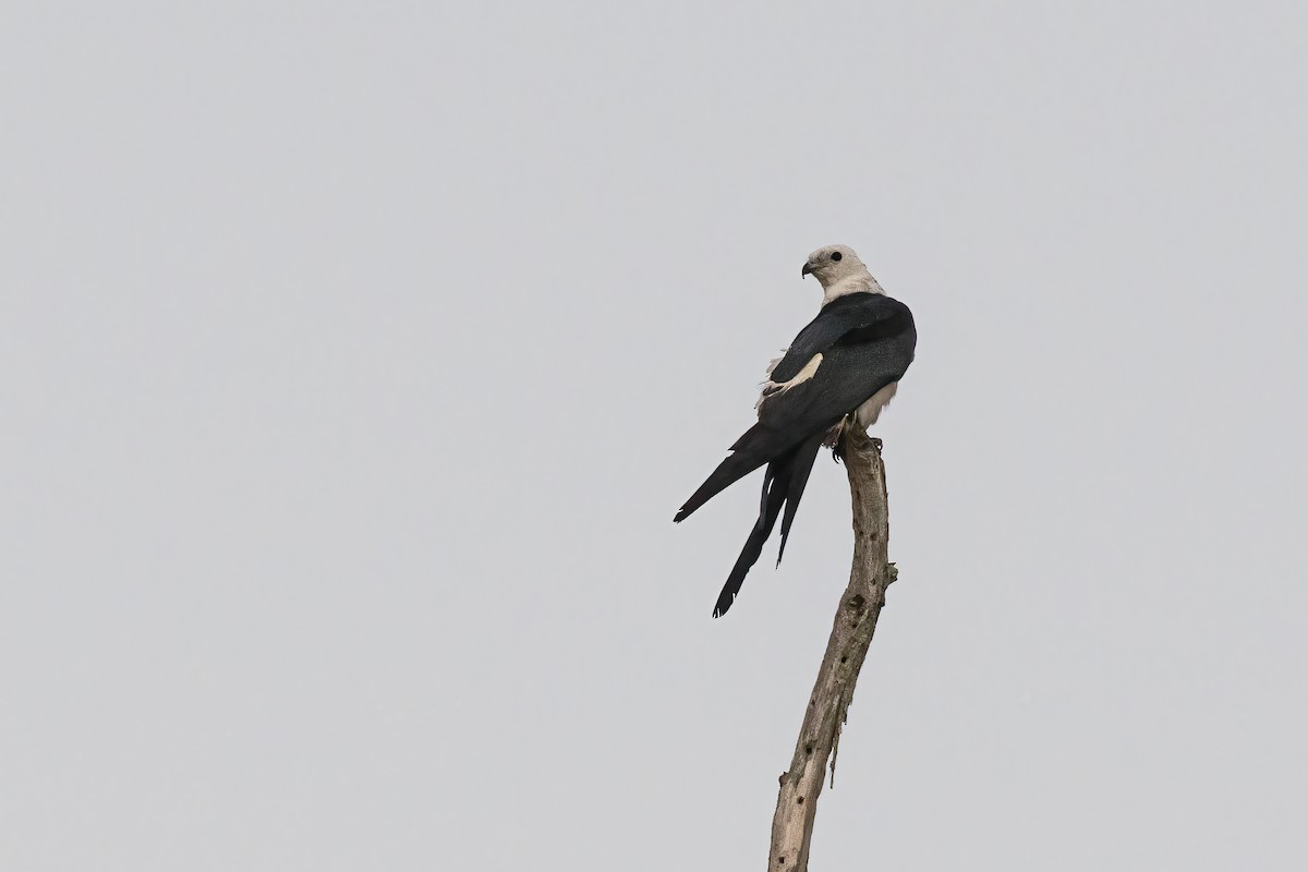 Swallow-tailed Kite - ML639477895