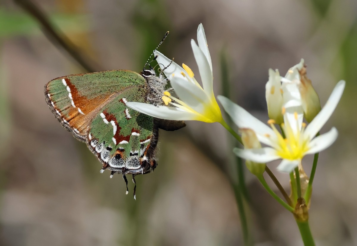 Juniper Hairstreak - ML639477900
