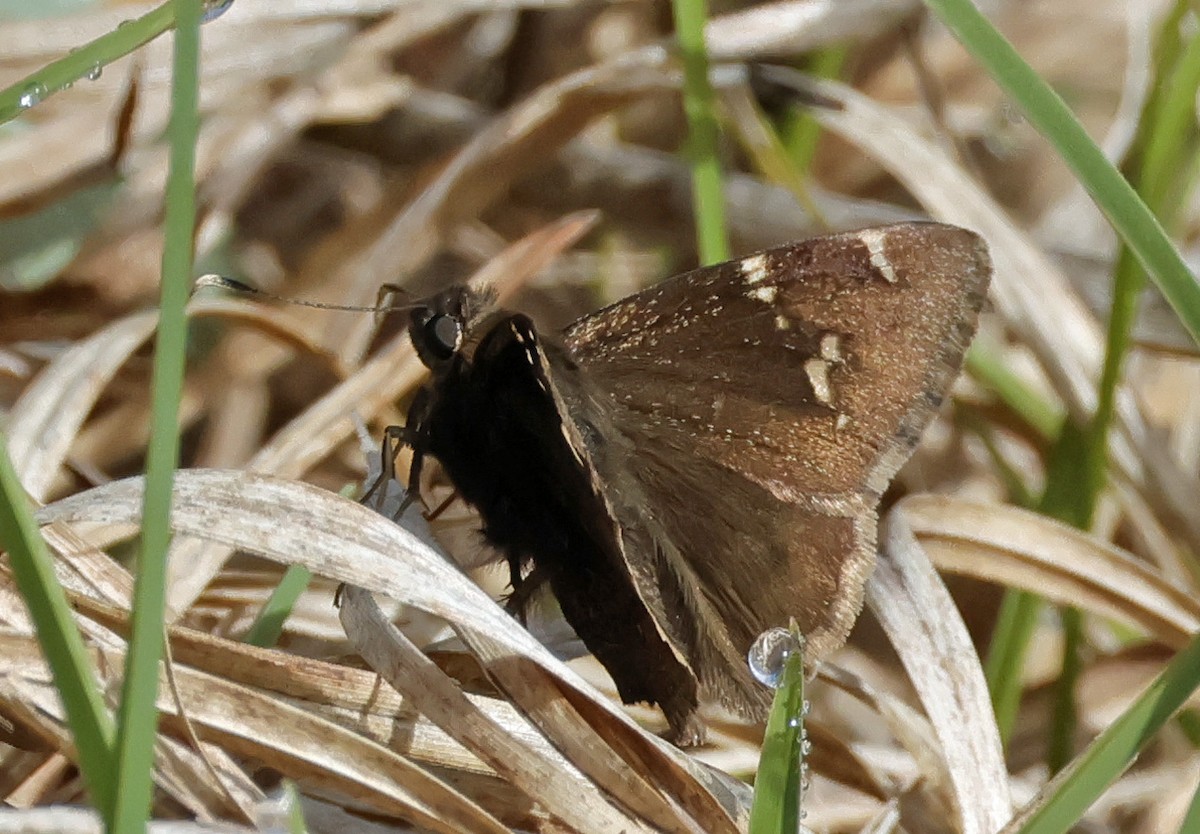 Southern Cloudywing - ML639477901