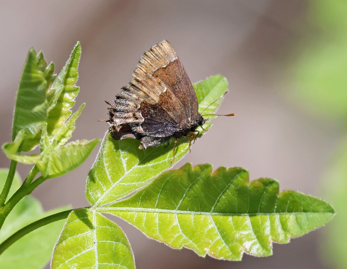 Henry's Elfin - ML639477902