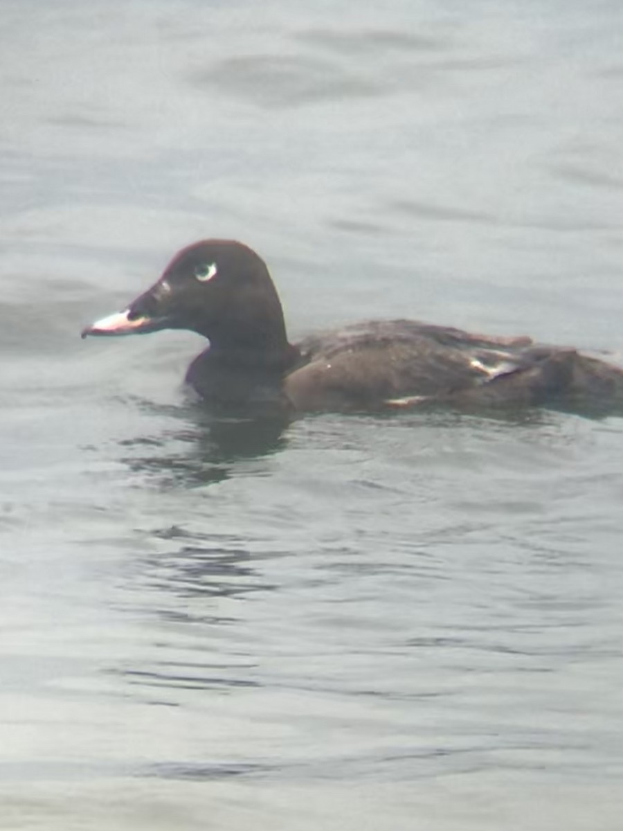 White-winged Scoter - ML639477909