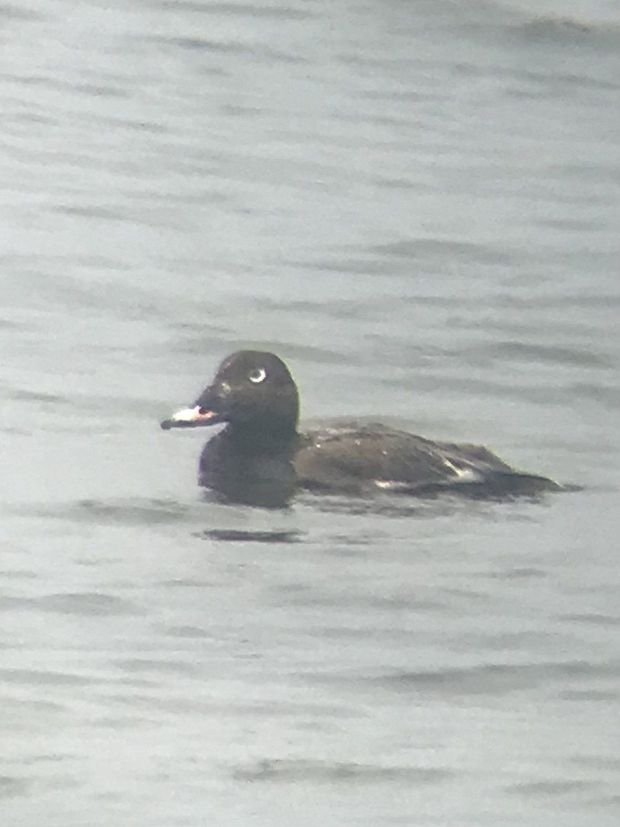 White-winged Scoter - ML639477910