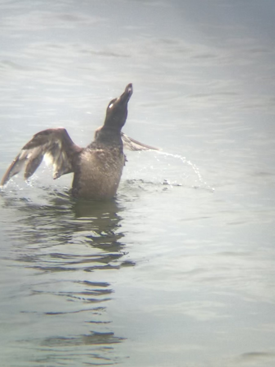 White-winged Scoter - ML639477911