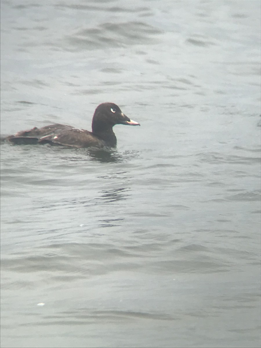 White-winged Scoter - ML639477912