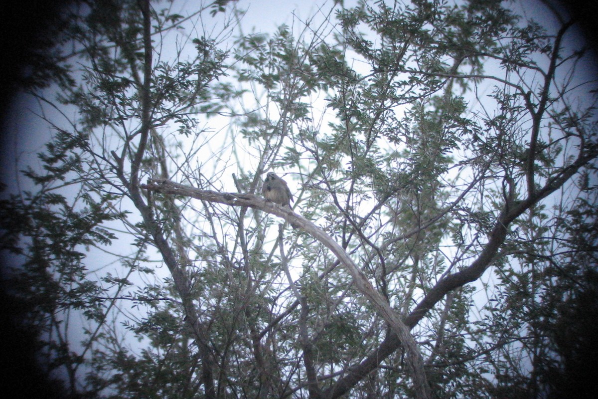 Five-striped Sparrow - ML639477948