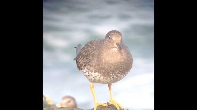 Surfbird - ML639477963