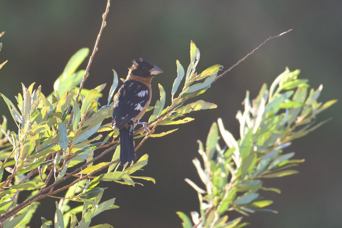 Black-headed Grosbeak - ML639477992