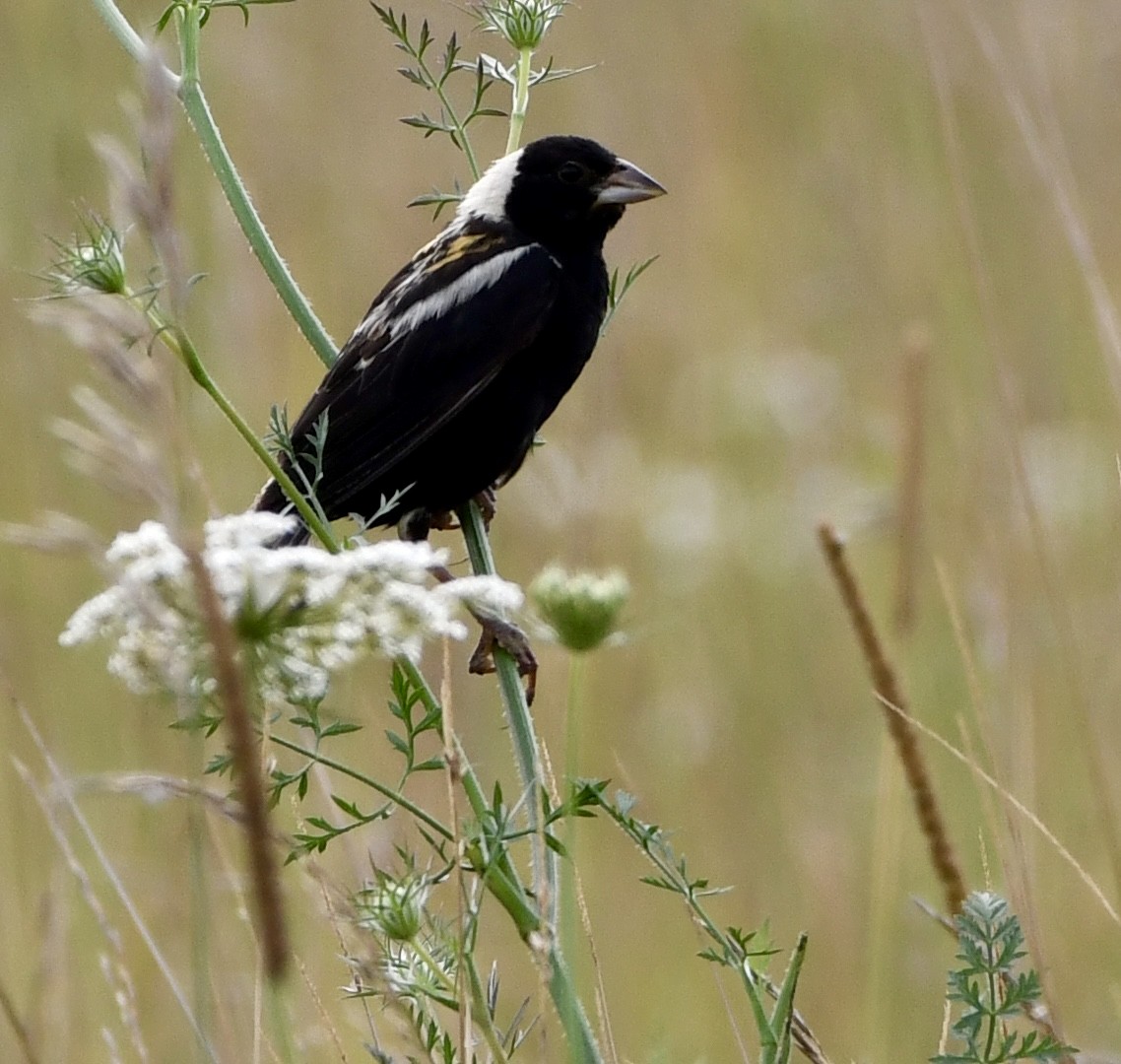 Bobolink - ML639478064
