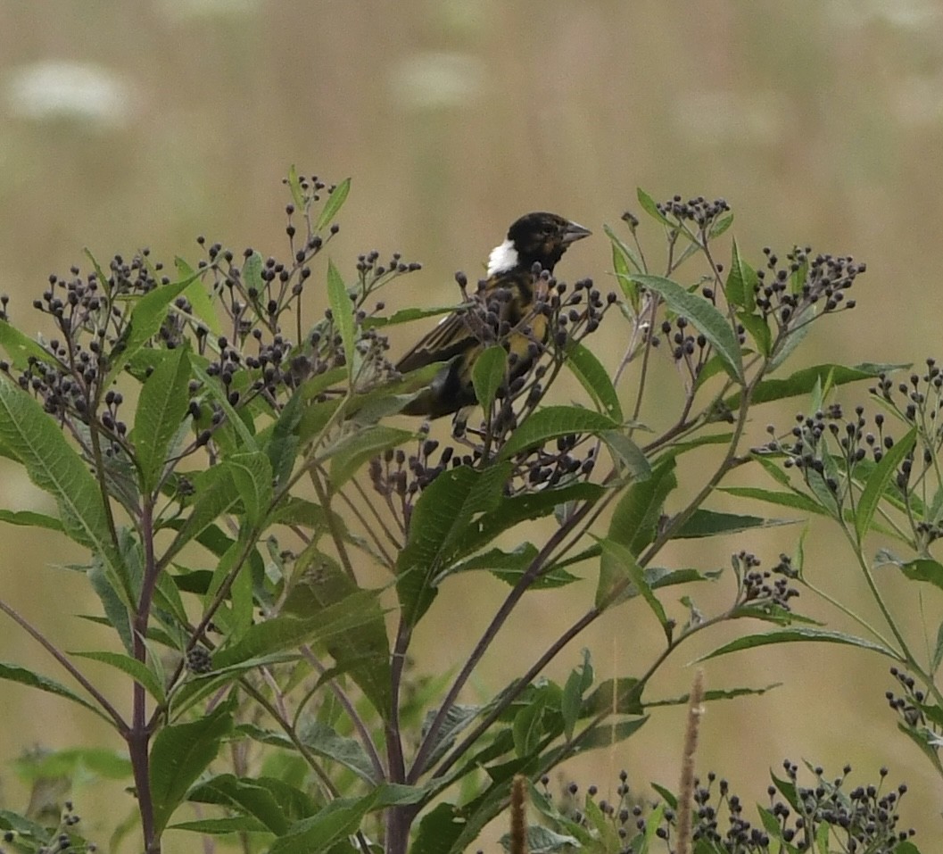 Bobolink - ML639478065