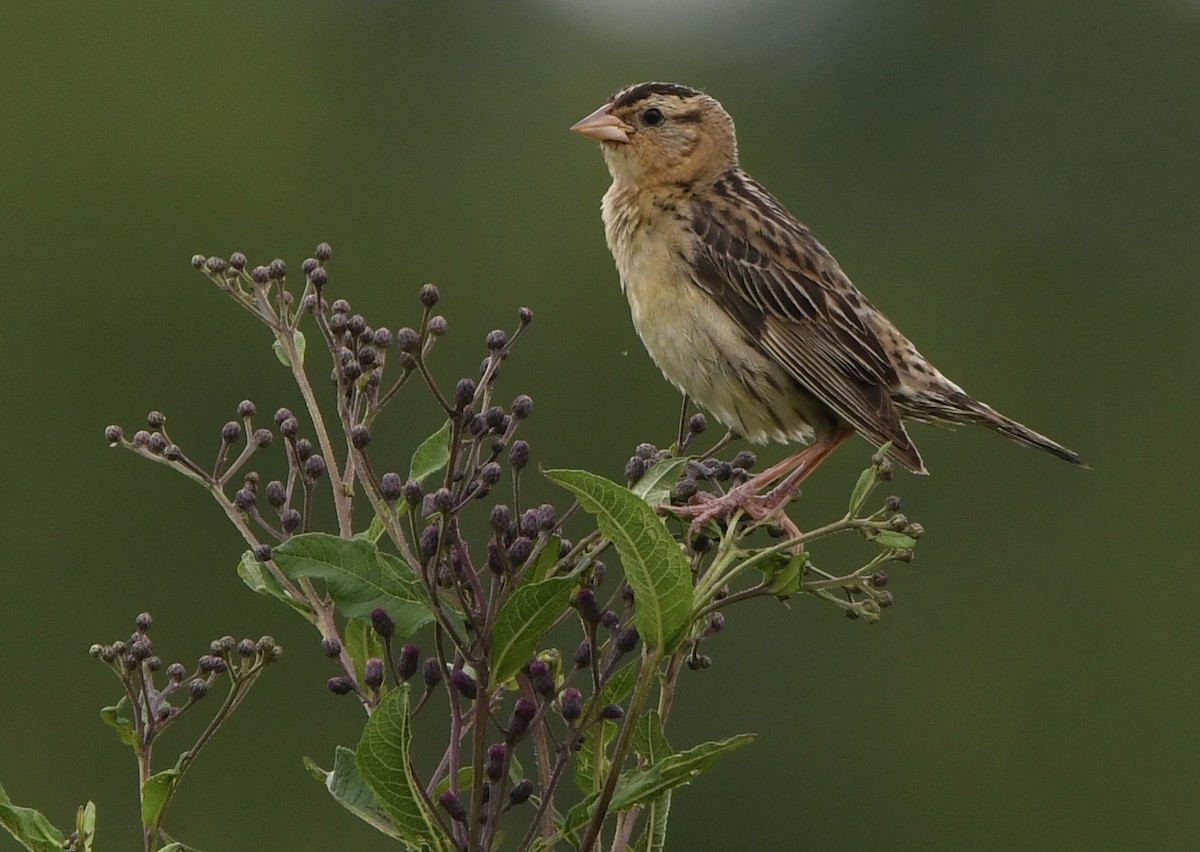 Bobolink - ML639478066