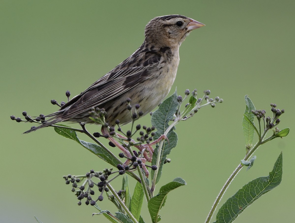 Bobolink - ML639478067