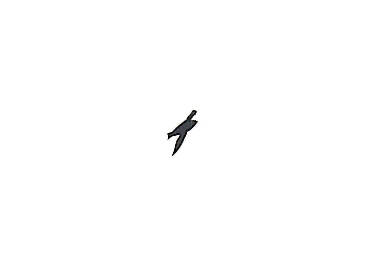 White-collared Swift - ML639478168