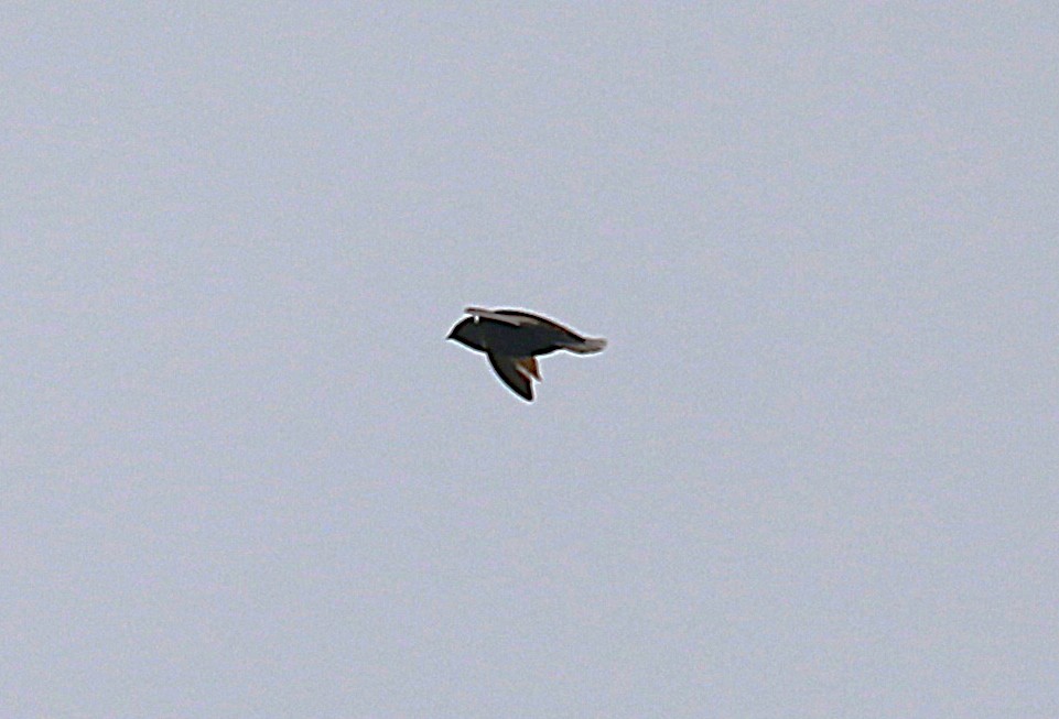 White-collared Swift - ML639478169