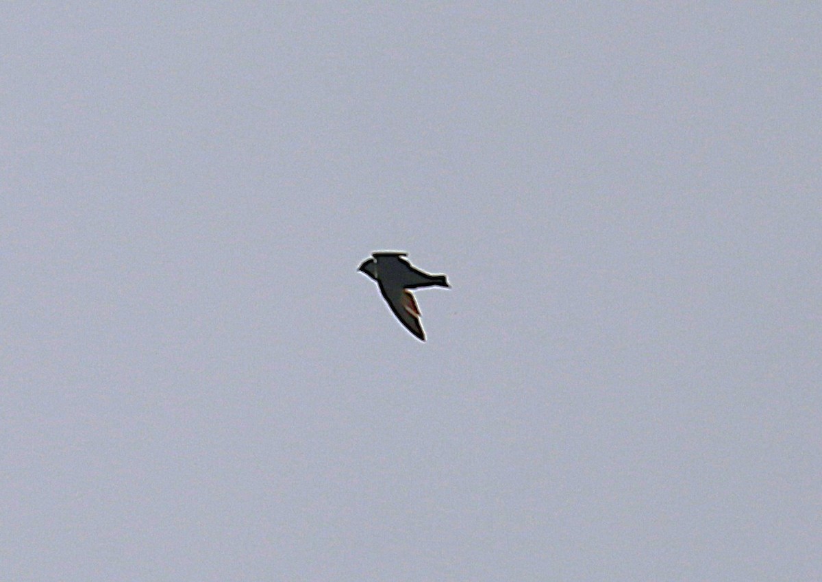 White-collared Swift - ML639478170