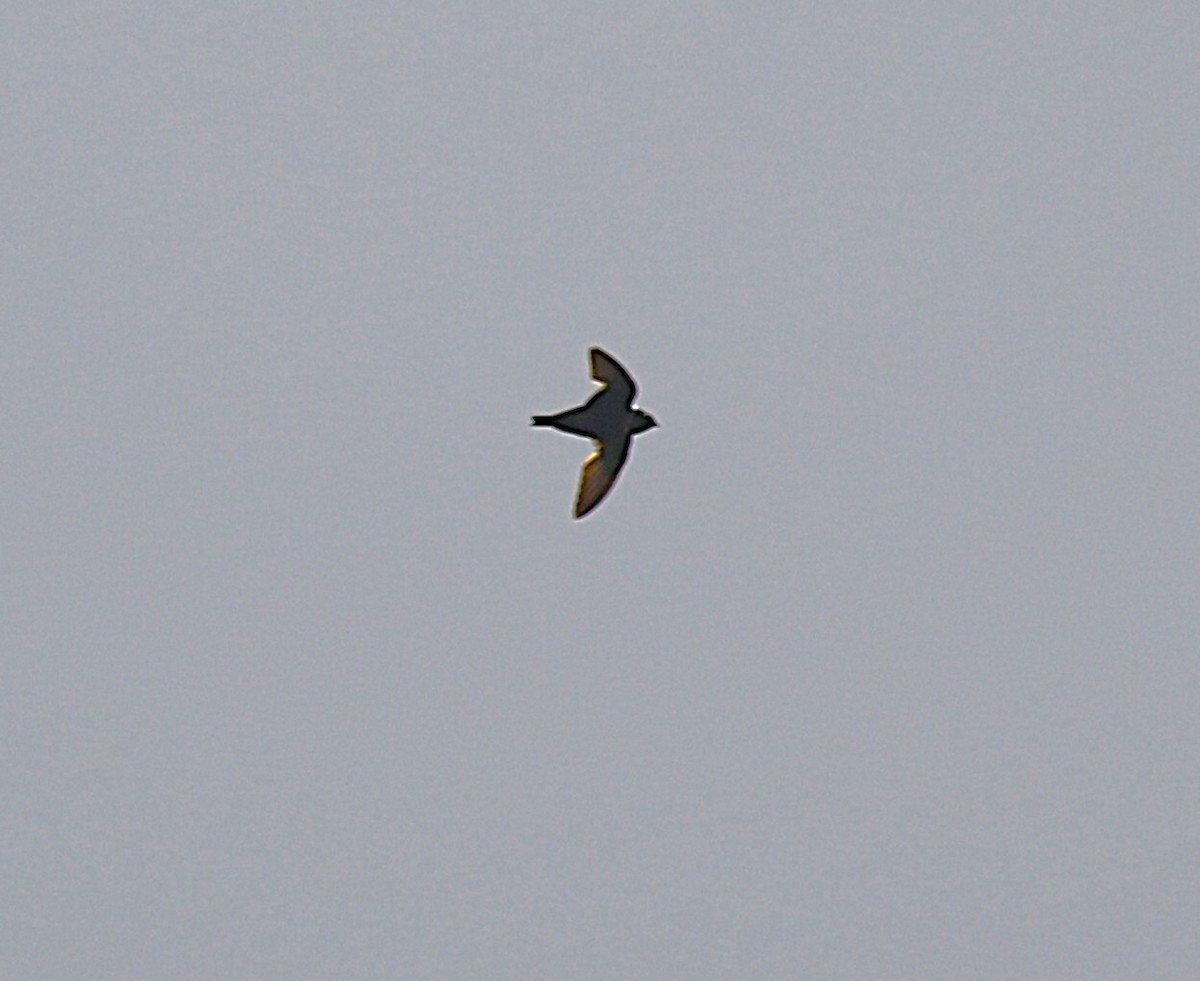 White-collared Swift - ML639478171