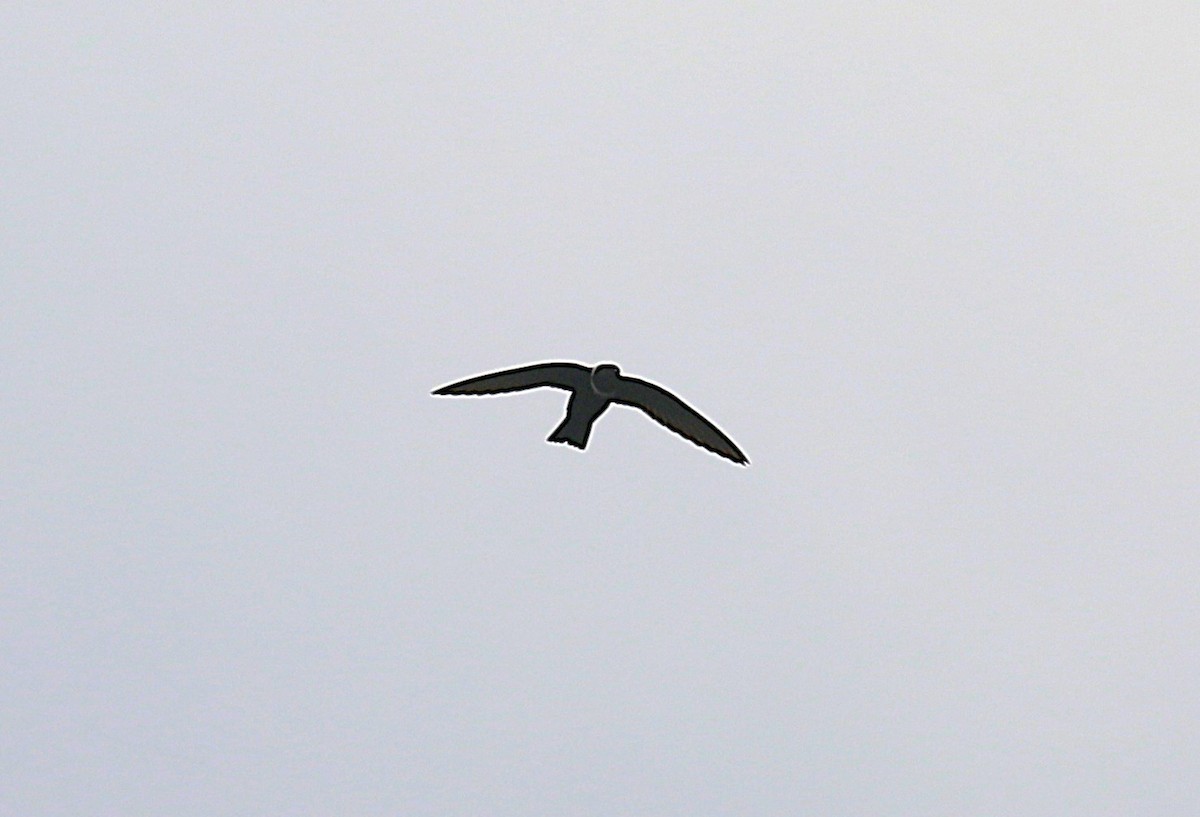 White-collared Swift - ML639478172