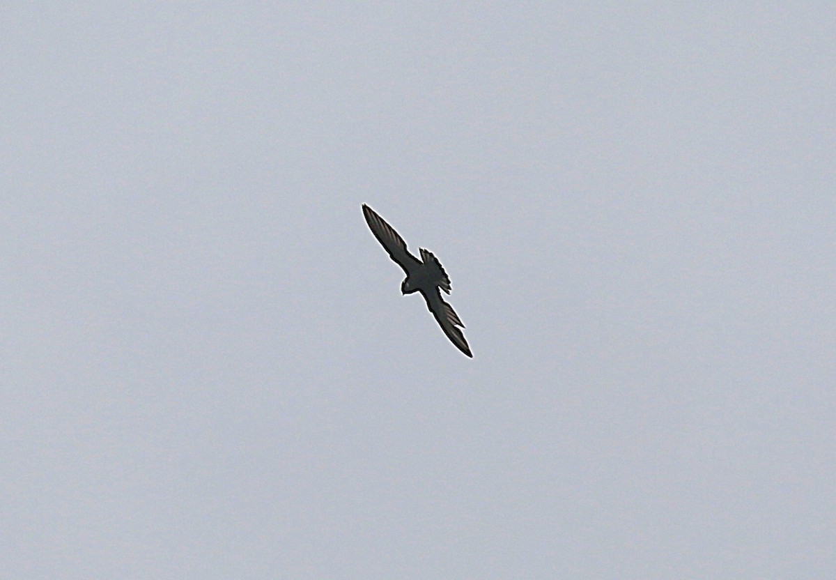 White-collared Swift - ML639478173