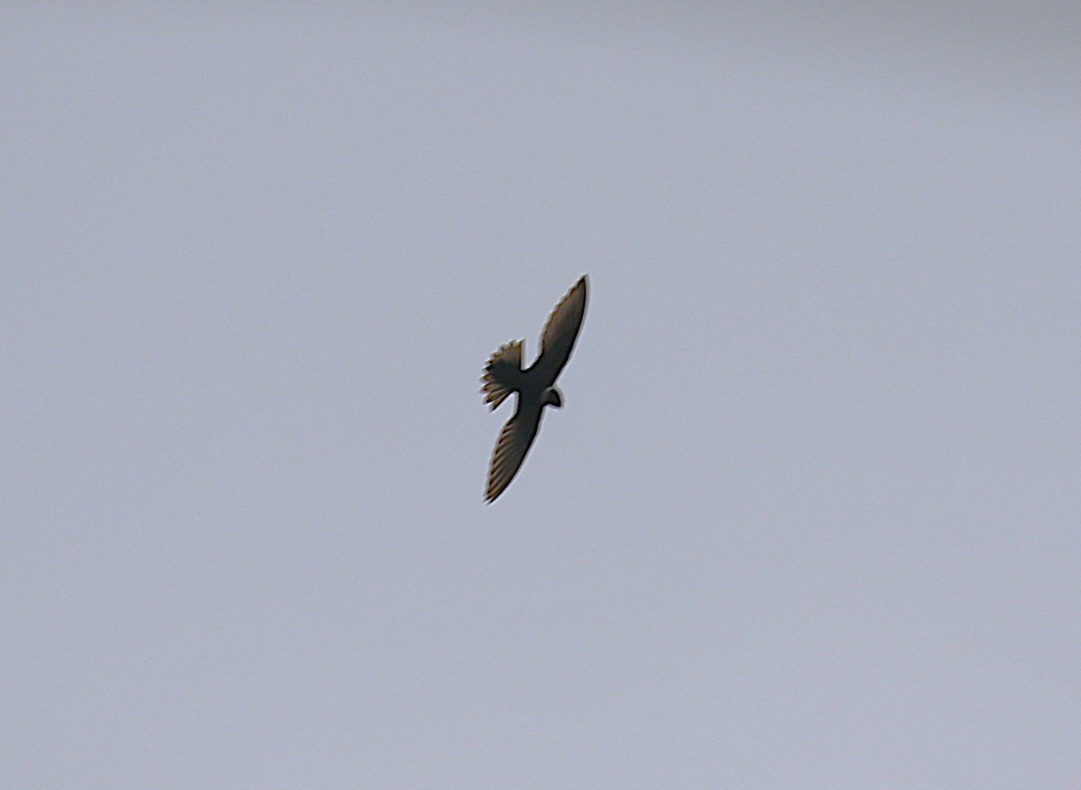 White-collared Swift - ML639478174