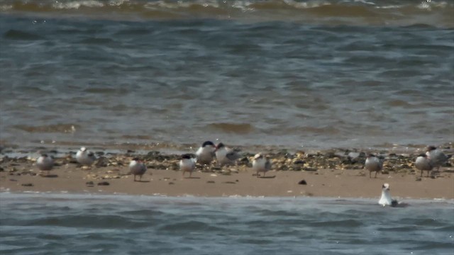 Roseate Tern - ML639478230