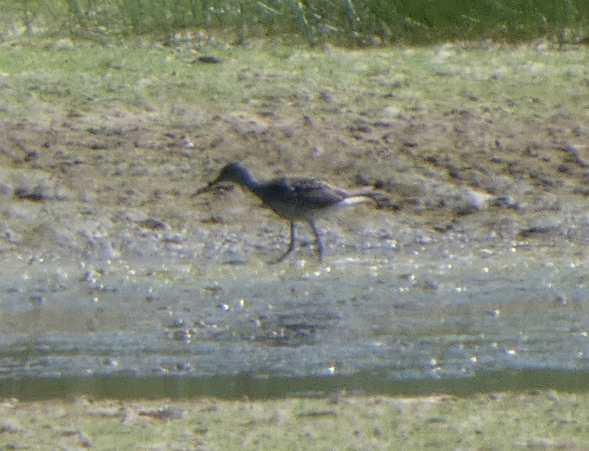 Kuliska (Tringa) sp. - ML639478297