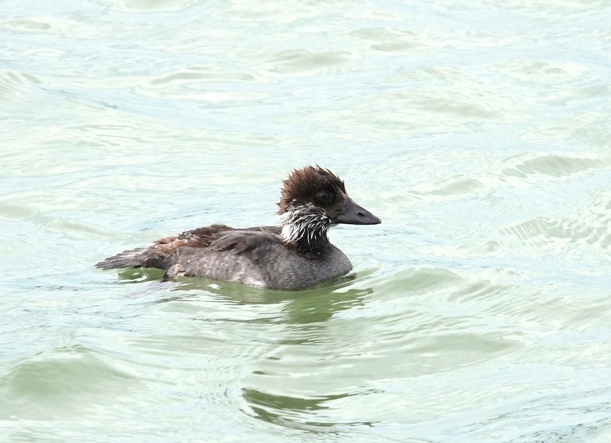 Bufflehead - ML639478330