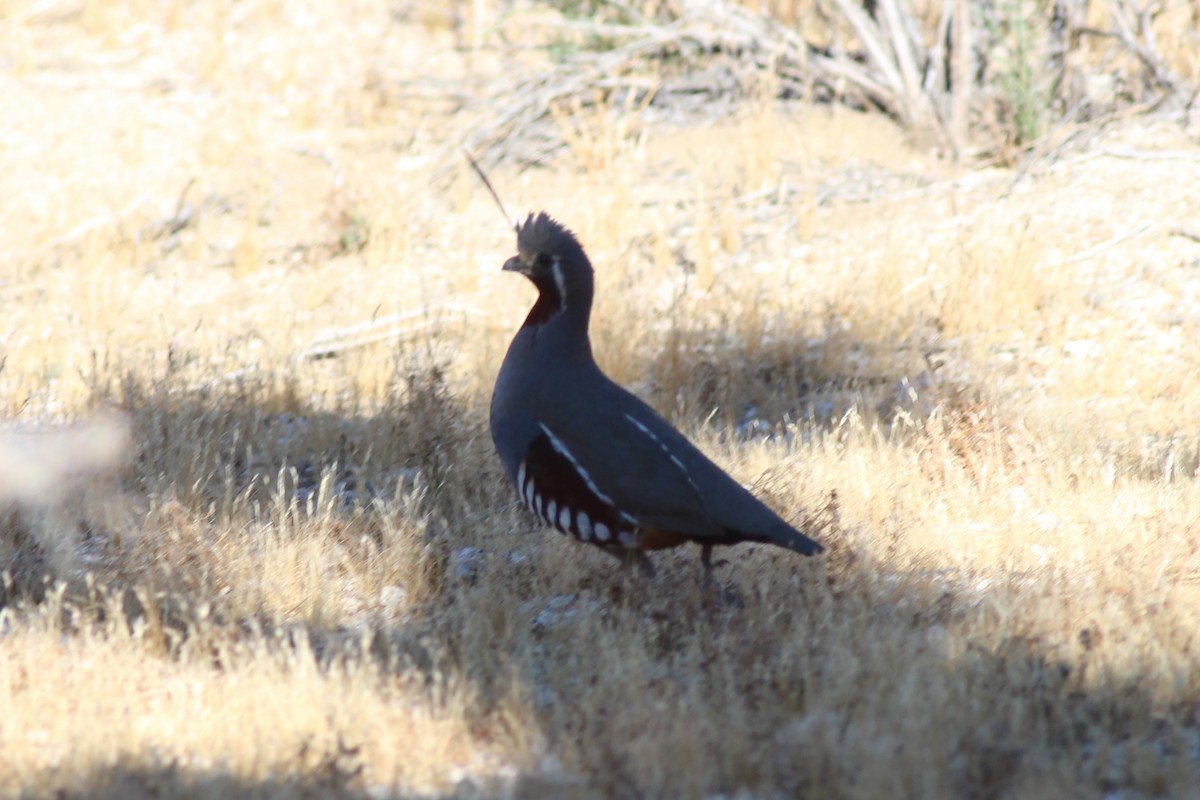 Mountain Quail - ML639478391