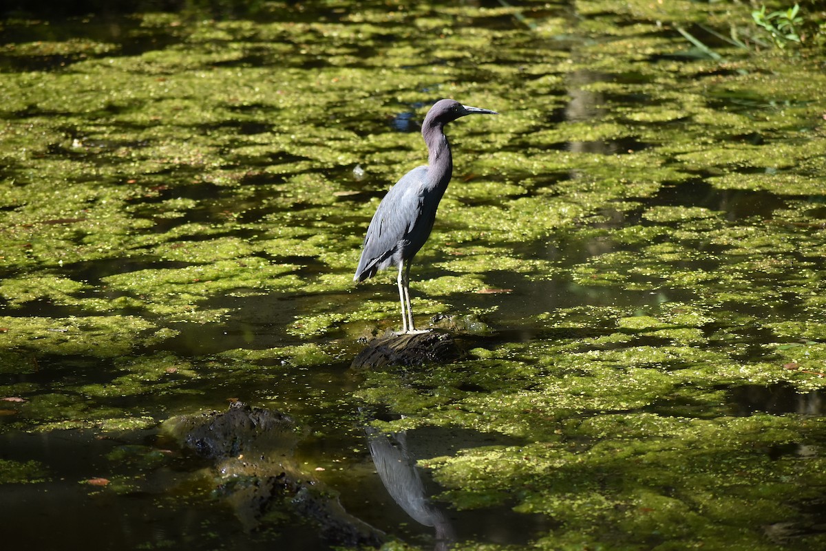 Little Blue Heron - ML639478426