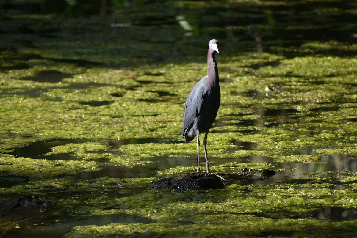 Little Blue Heron - ML639478432