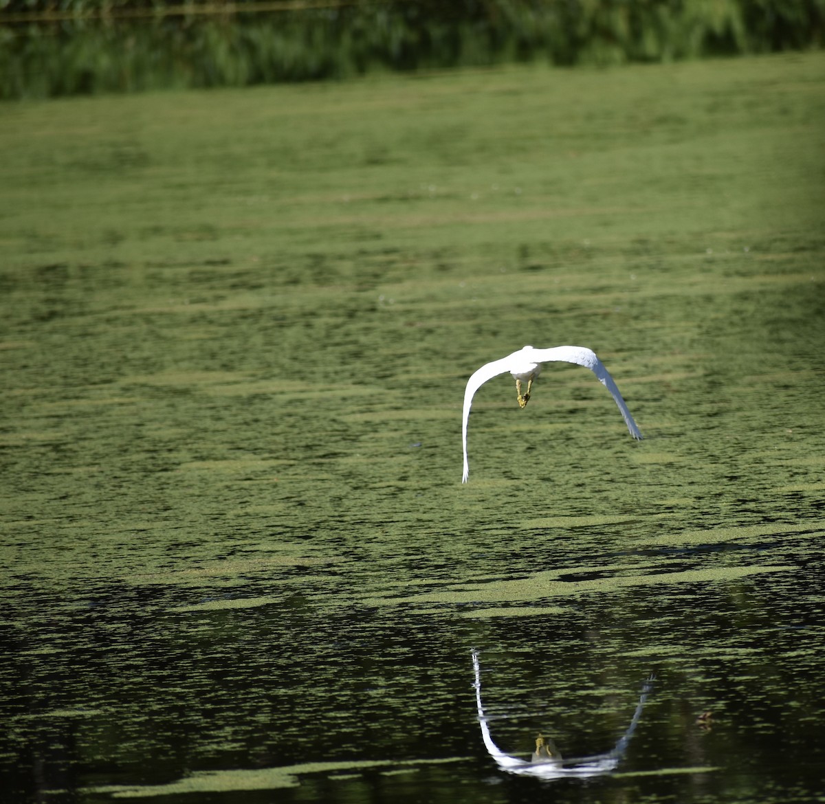 Snowy Egret - ML639478435