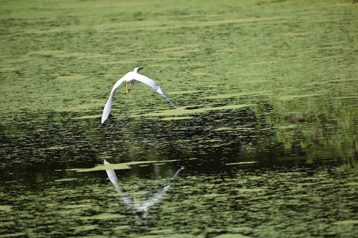 Snowy Egret - ML639478454