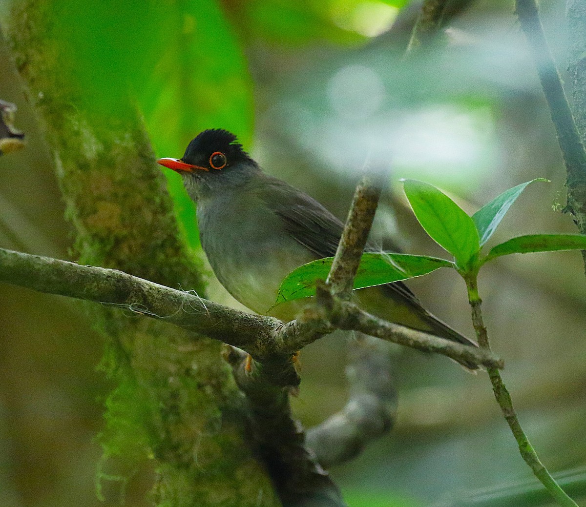 Black-headed Nightingale-Thrush - ML639478491
