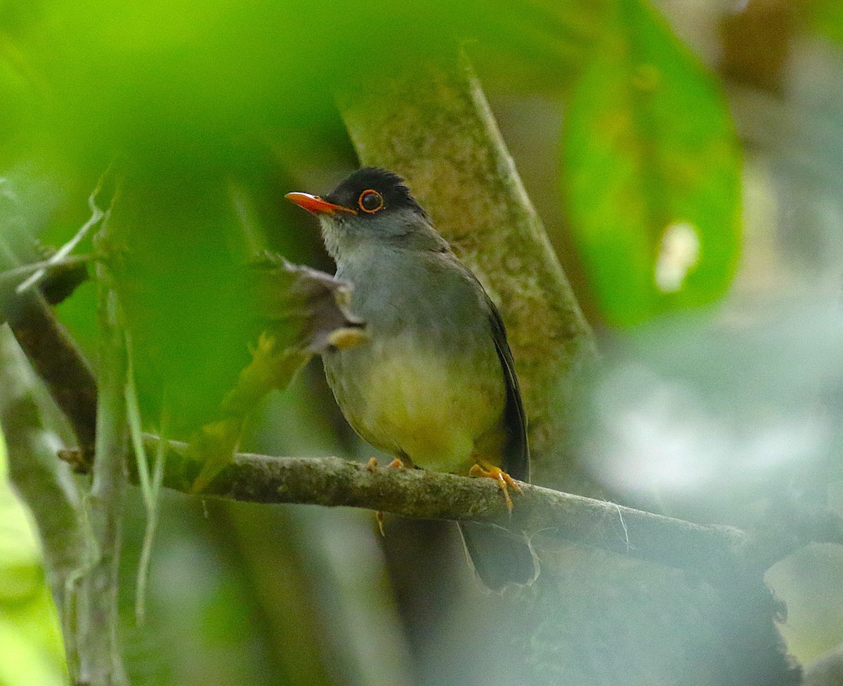 Black-headed Nightingale-Thrush - ML639478492