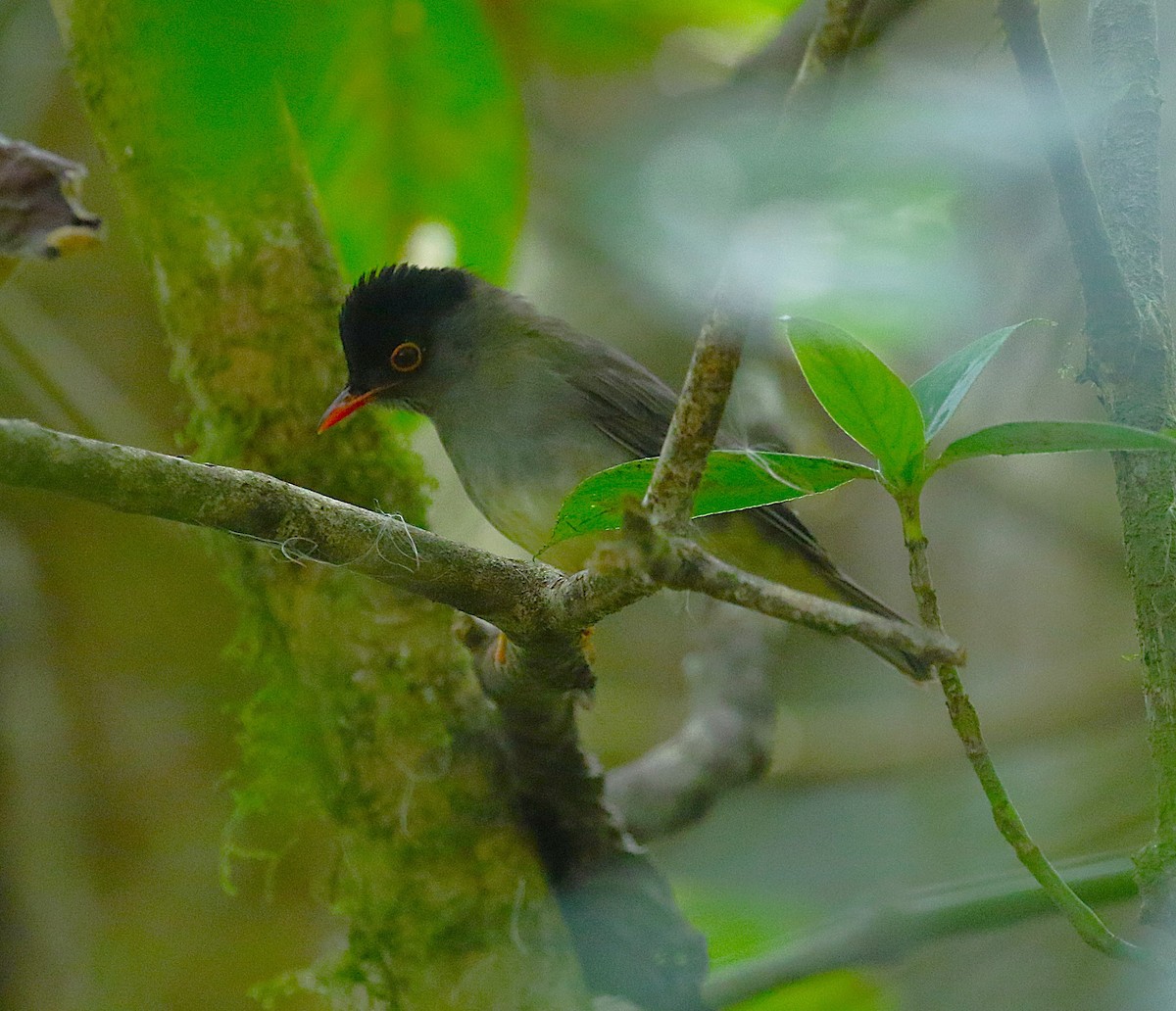 Black-headed Nightingale-Thrush - ML639478493