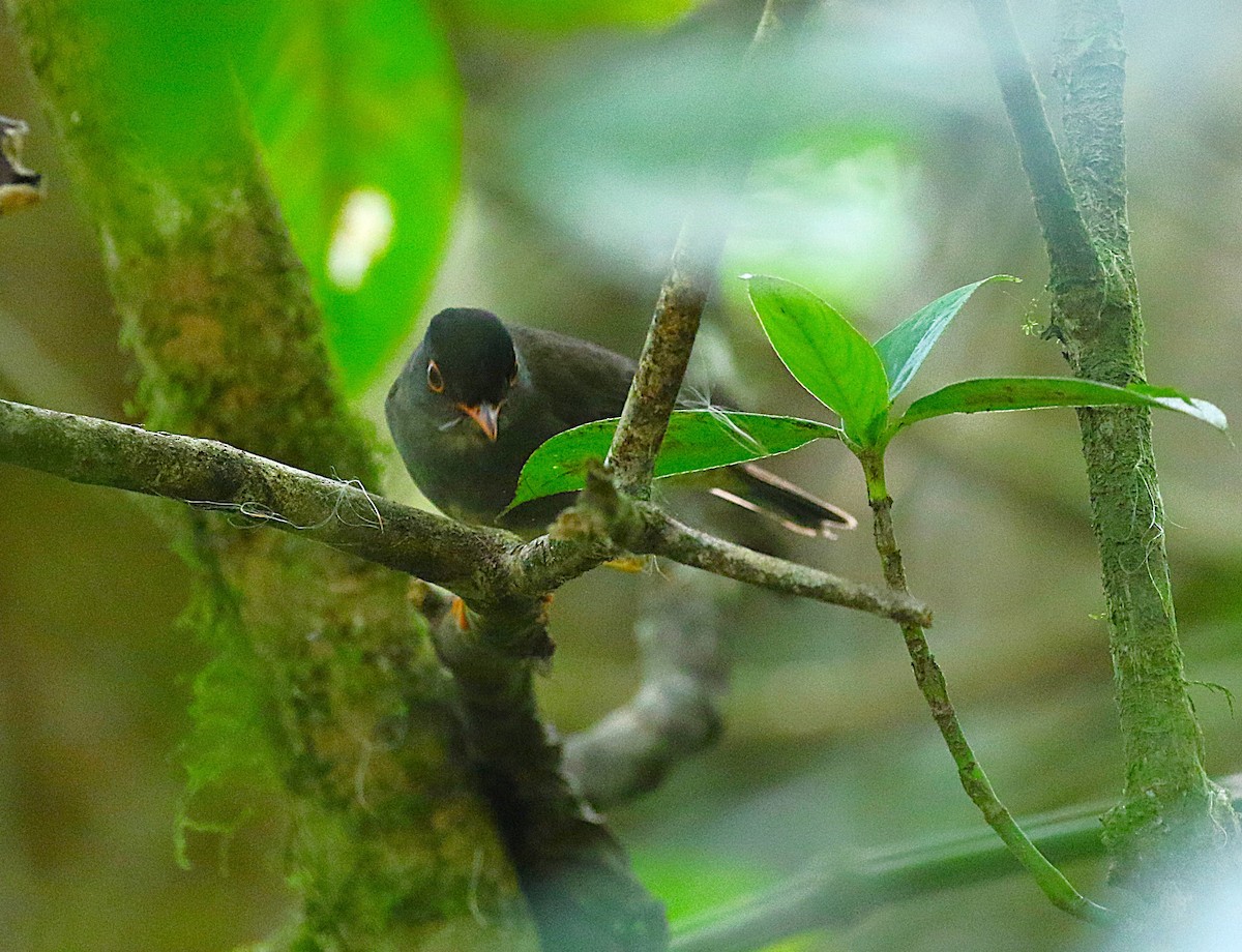 Black-headed Nightingale-Thrush - ML639478494