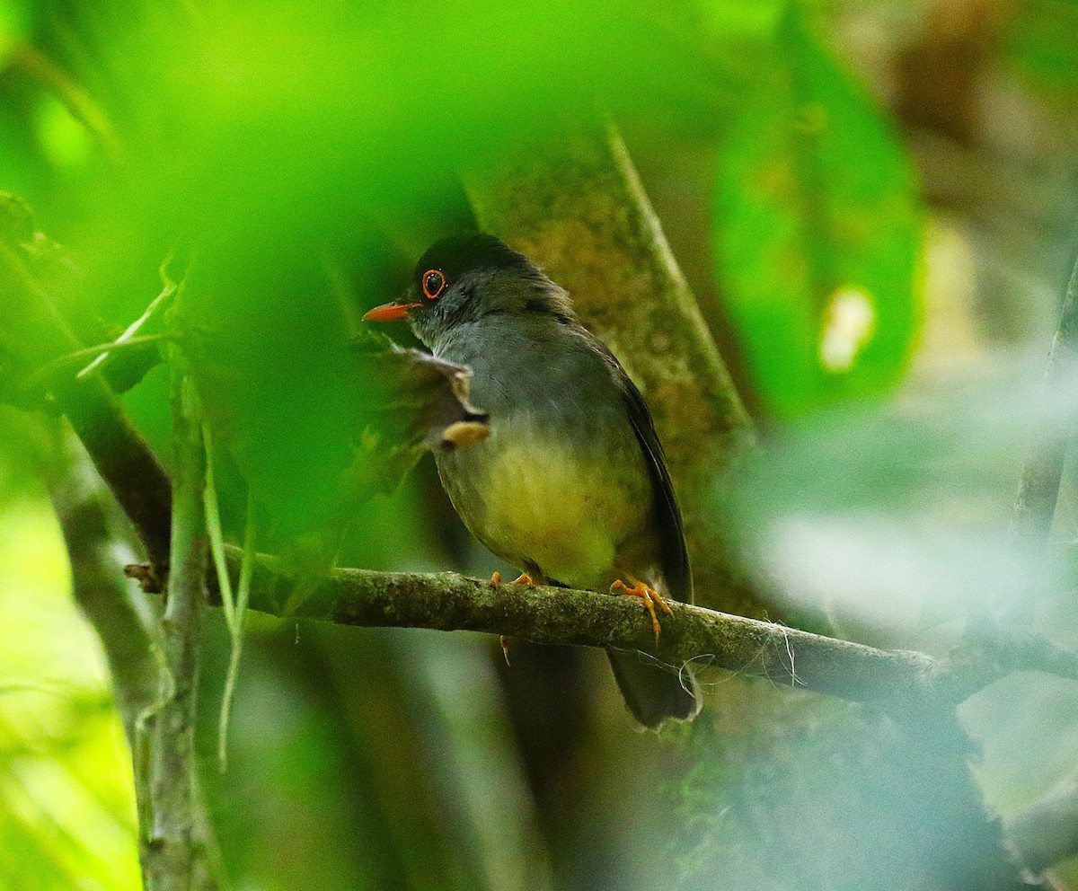 Black-headed Nightingale-Thrush - ML639478495