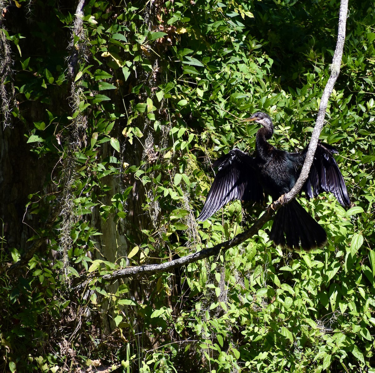 Anhinga - ML639478500