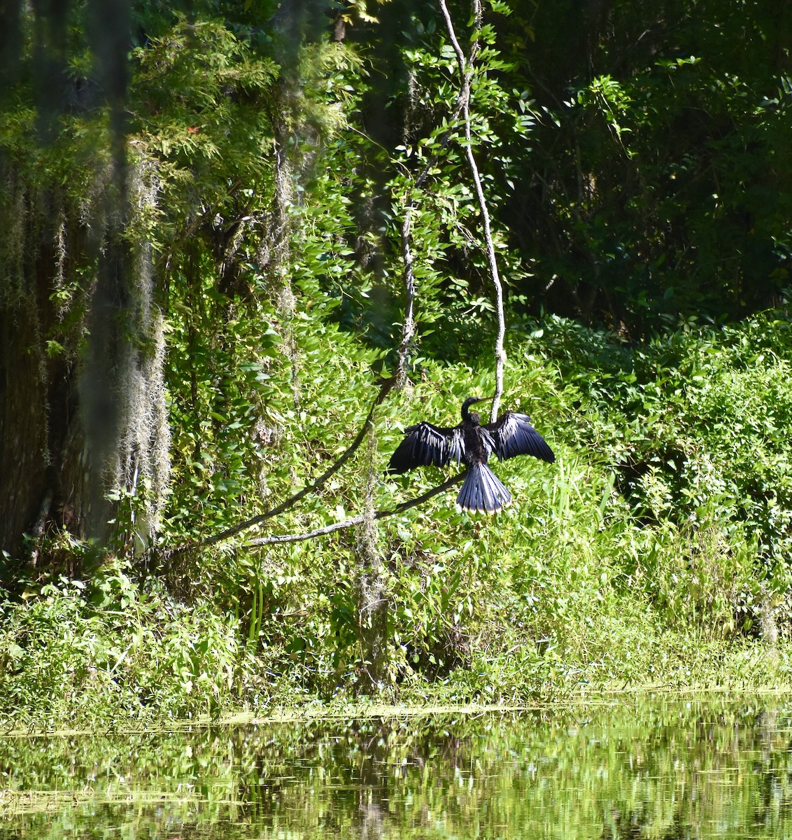 Anhinga - ML639478501