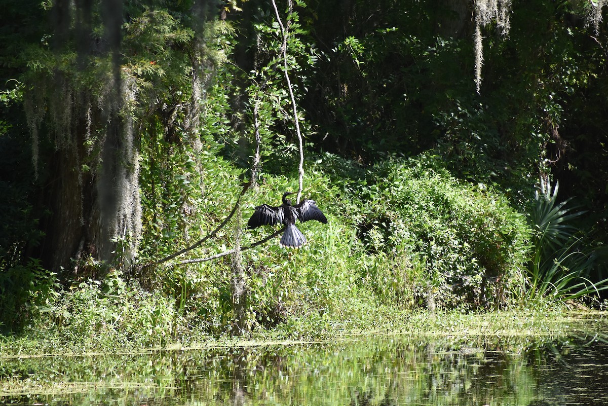 Anhinga - ML639478502
