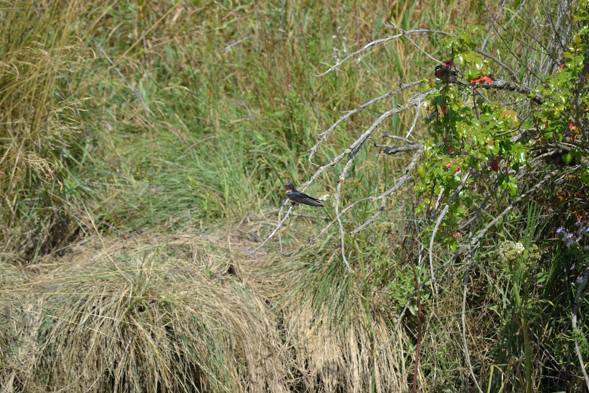 ツバメ（erythrogaster） - ML639478503