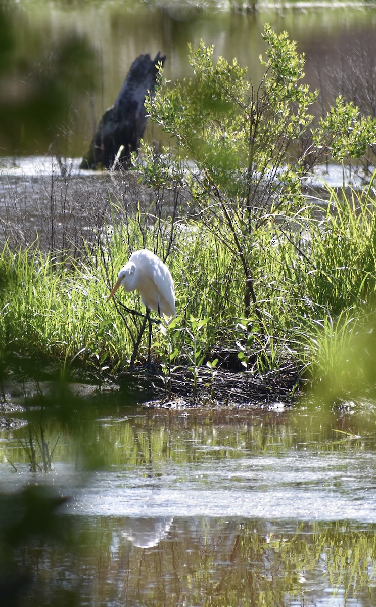 Great Egret - ML639478516