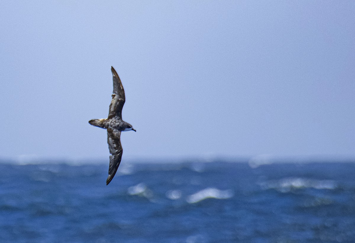 Cook's Petrel - ML639478521