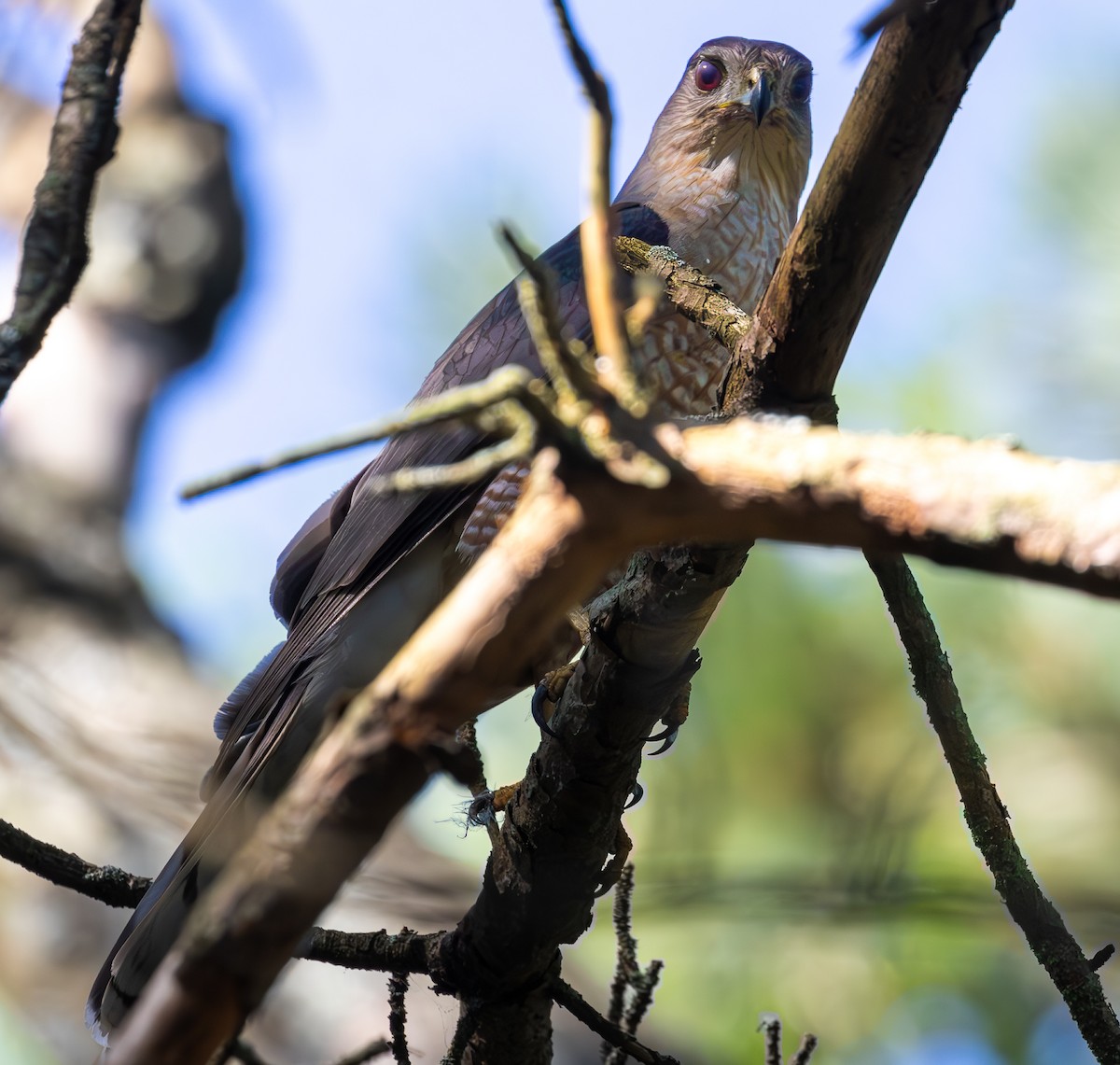 Cooper's Hawk - ML639478718
