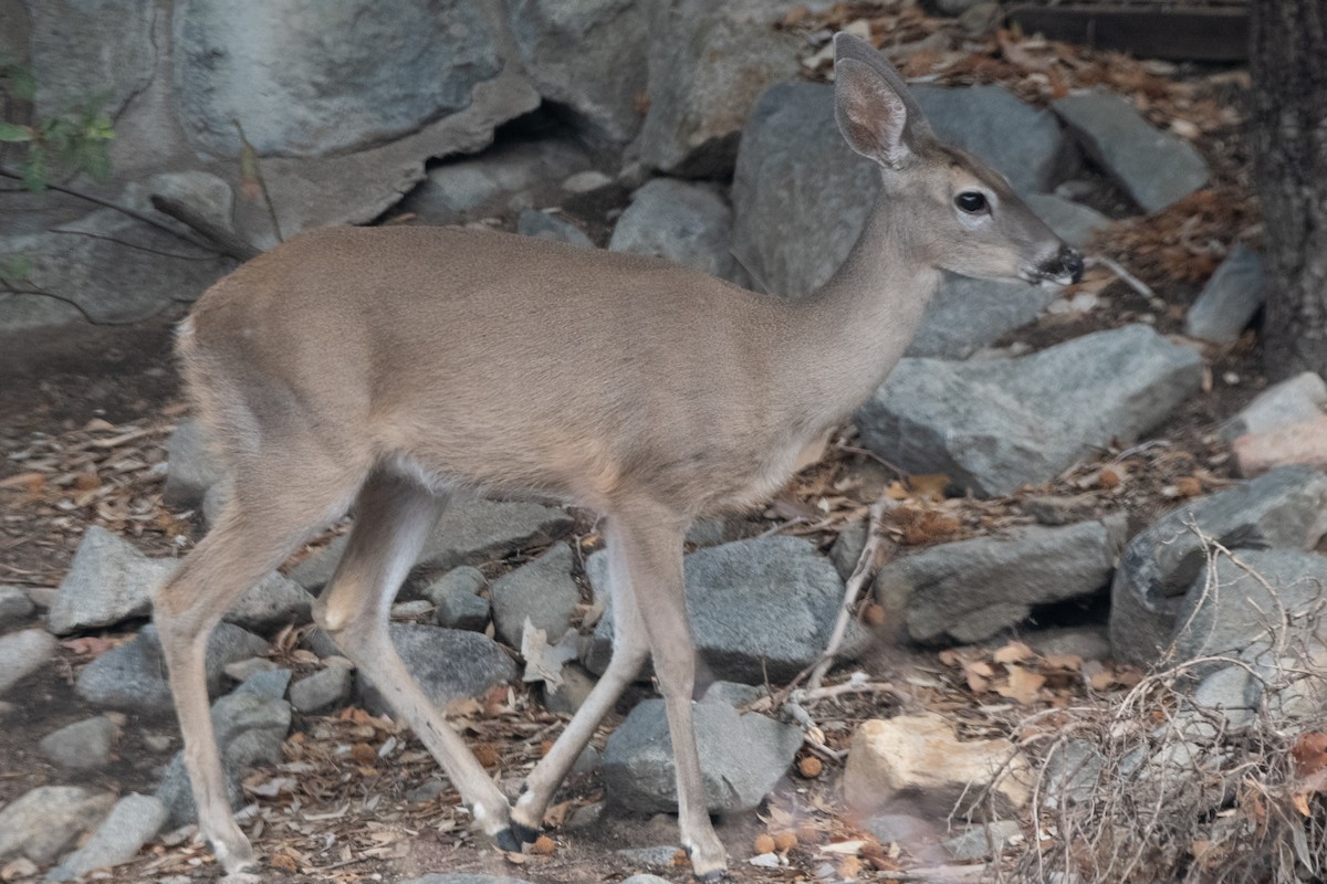 White-tailed Deer - ML639478730
