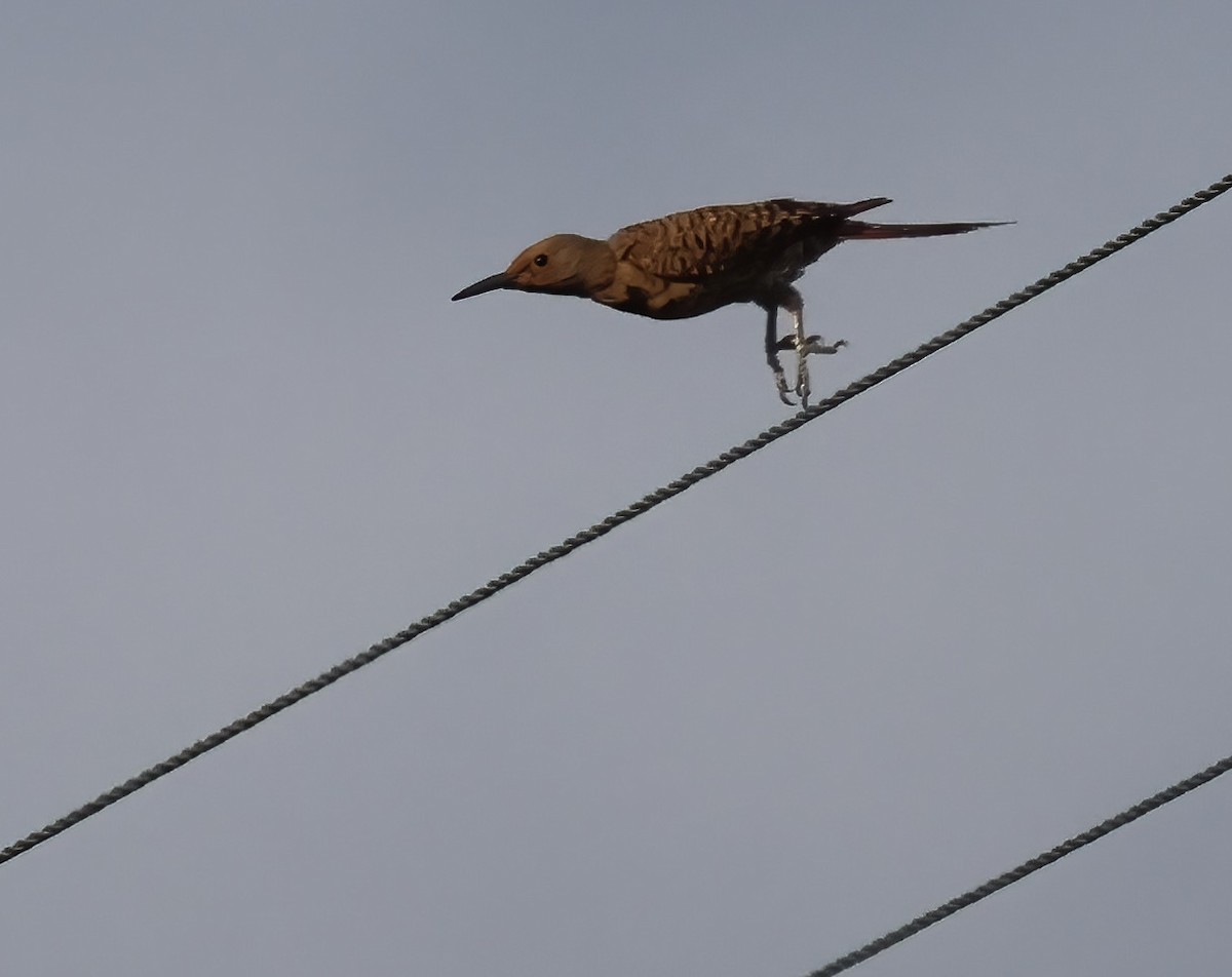 Northern Flicker - ML639478769