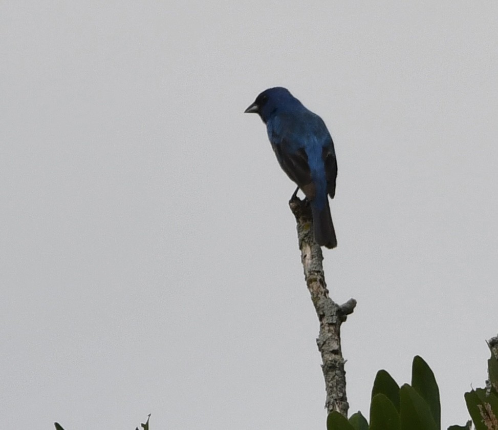 Indigo Bunting - ML639478801